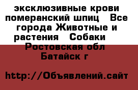 эксклюзивные крови-померанский шпиц - Все города Животные и растения » Собаки   . Ростовская обл.,Батайск г.